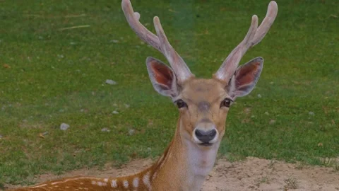 A male axis deer sitting Stock Footage 256107239