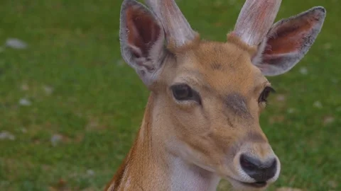 A male axis deer sitting Stock Footage 256107264