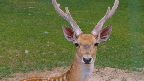 A male axis deer sitting Stock Footage 256107288