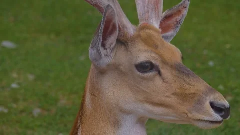 A male axis deer sitting Stock Footage 256111468