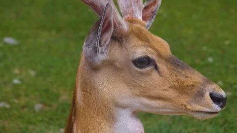 A male axis deer sitting Stock Footage 256111473
