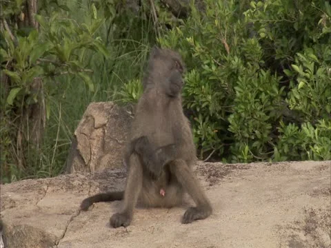 A male baboon Stock Footage 12610167