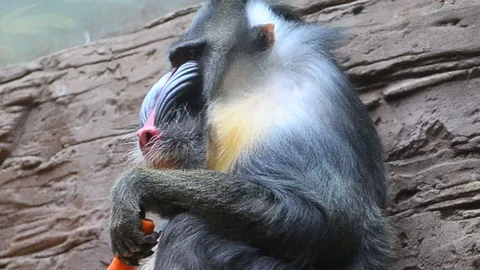 Male baboon Stock Footage 89133123