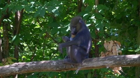 Male Baboon Sitting on a Tree Trunk Grooming in the Shade Stock Footage 294594394