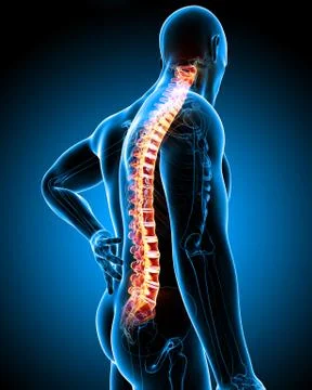 Male back pain anatomy Stock Illustration