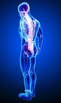Male back pain anatomy Stock Illustration
