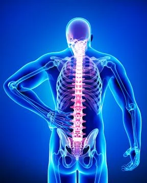 Male back pain anatomy Stock Illustration