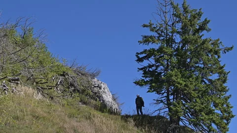 Male backpacker walking down a mountain with a large spruce in the background Stock Footage 252587522