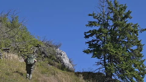 Male backpacker walking up a mountain with a large spruce in the background Stock Footage 252587556