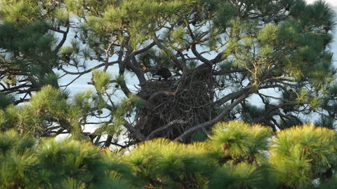 Male bald eagle returns to nest Stock Footage 169259693