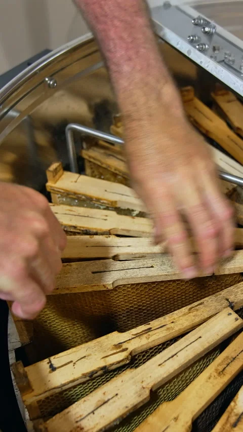 Male beekeeper puts the frame into the spare slot between the other frames Stock Footage 301441135