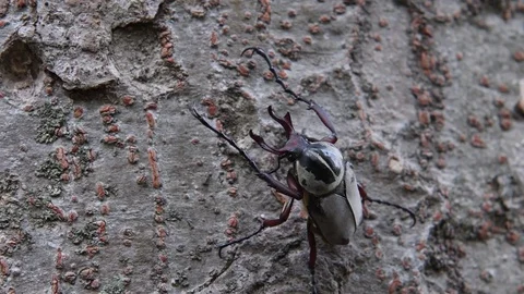 Male beetle crawling Stock Footage 82630163