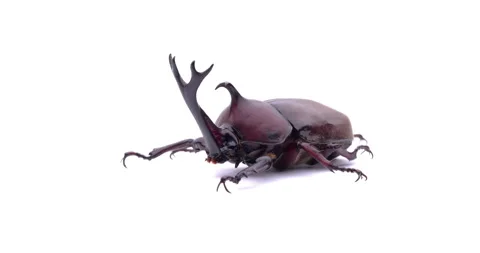 Male beetle. Video stock 150252145