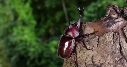 Male beetle. Video stock 150361399