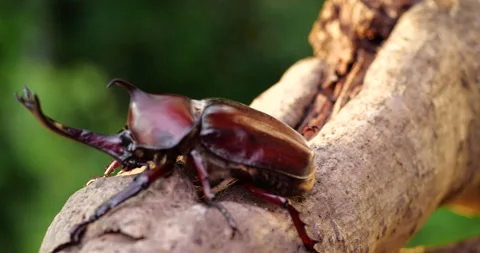 Male beetle. Stock Footage 152447094