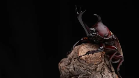 Male Beetle Video stock 240073271