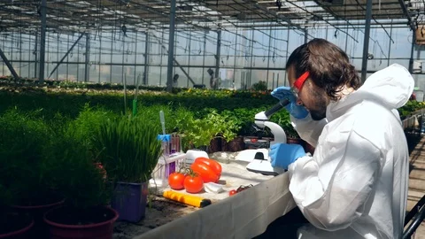 Male biologist uses a microscope while working with plants in a greenhouse. Video stock 114987632