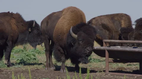 Male bison scratching face against feeding tray and shaking its head in pasture Stock Footage 332434898