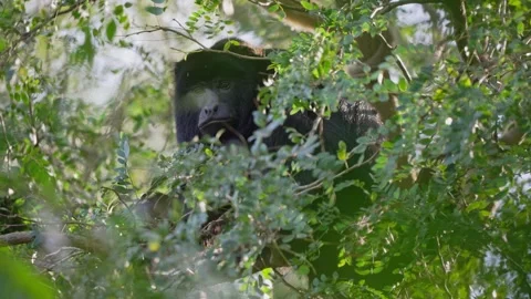 Male Black Howler Monkey Partially Hidden in Dense Green Canopy Stock Footage 338035455