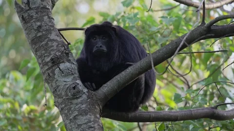 Male Black Howler Monkey Resting Quietly On Tree Branch In Argentina Forest Stock Footage 340229927