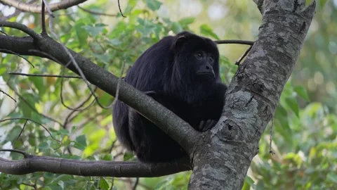 Male Black Howler Monkey Resting on Tree Branch in Forest Canopy Stock Footage 340856226