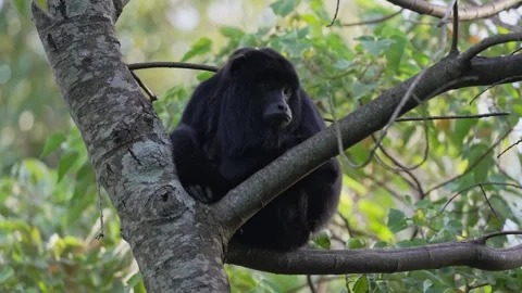Male Black Howler Monkey Resting On Tree Branch In Argentine Forest Stock Footage 344158812