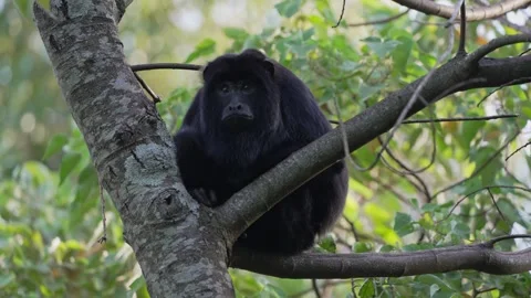 Male Black Howler Monkey Sitting on Tree Branch, Ibera Wetlands Argentina Stock Footage 338185249