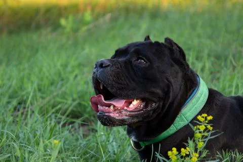 Male black purebreeded cane corso with cropped ears lying in grass Stock Photos