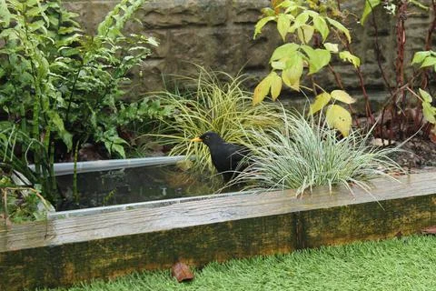 Male blackbird bathing in a tiny container garden pond Stock Photos