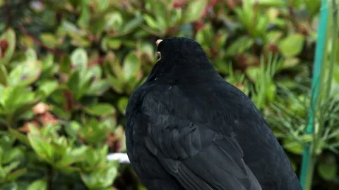 Male Blackbird Close UP View Stock Footage 267002002