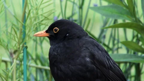 Male Blackbird Close UP View Stock Footage 267002136