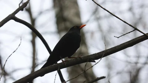 A male blackbird in spring close up Stock Footage 306370684