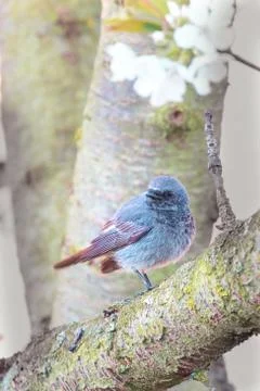 Male blackstart perched on cherry tree with spring white blooms Stock Photos
