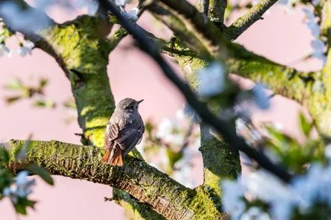 Male blackstart perched on cherry tree with spring white blooms Stock Photos