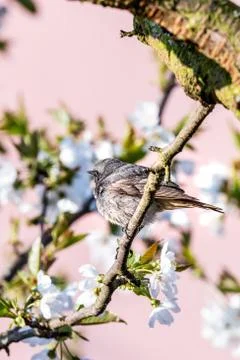 Male blackstart perched on cherry tree with spring white blooms Stock Photos
