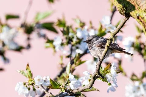Male blackstart perched on cherry tree with spring white blooms Stock Photos