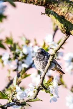 Male blackstart perched on cherry tree with spring white blooms Stock Photos