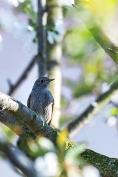 Male blackstart perched on cherry tree with spring white blooms Stock Photos