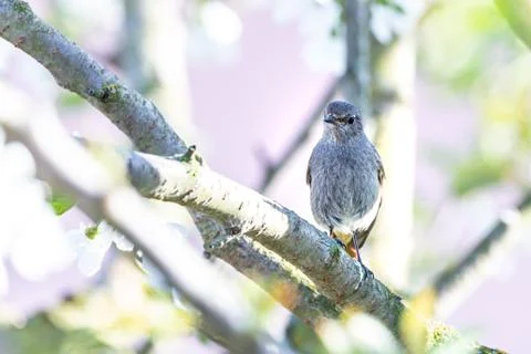 Male blackstart perched on cherry tree with spring white blooms Stock Photos