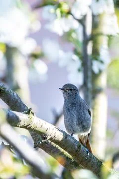 Male blackstart perched on cherry tree with spring white blooms Stock Photos