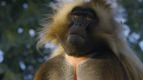 Male Bleeding heart monkey Stock Footage 116754042