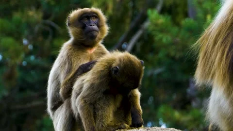 Male Bleeding heart monkey Video stock 141275739