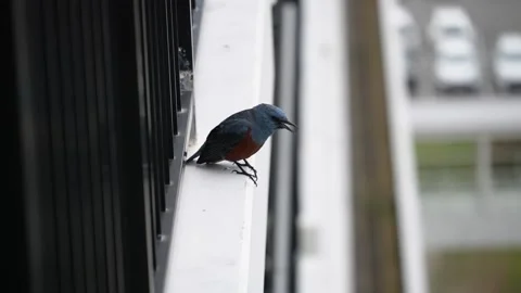 Male blue rock thrush perched on a balcony railing looking around Stock Footage 346374970