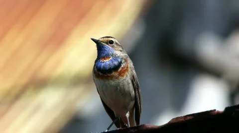 Male Bluethroat Stock Footage 829520