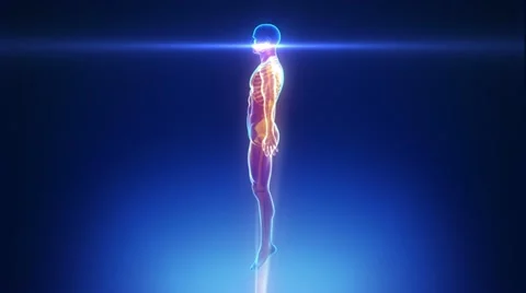 Male body scan in loop Stock Footage