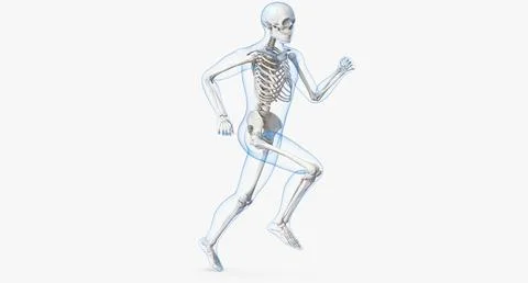 Male Body with Skeleton Running Pose 3D Model 3D Model