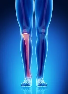 Male bone anatomy tibia Stock Illustration