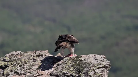 Male  Bonelli's eagle devouring its prey 動画素材 246931904