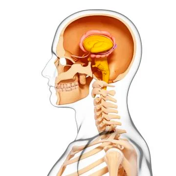 Male brain, artwork Stock Illustration