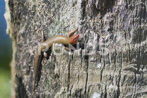 Male broadhead skink eumeces laticeps skink family. reddish head in breeding Stock Photos